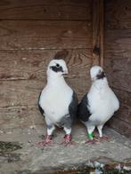 Duiven te koop, Dieren en Toebehoren