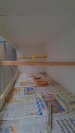 te koop splendids, Dieren en Toebehoren, Vogels | Overige Vogels, Vrouwelijk