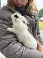 Vrouw Konijn ( ongeveer 10 weken oud ), Dieren en Toebehoren, Konijnen, Vrouwelijk, Klein, 0 tot 2 jaar