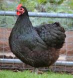 Te koop australorp krielen 1 haan 3 hennen, Dieren en Toebehoren, Pluimvee, Meerdere dieren, Kip