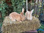 Koppel gele vlaamse reuzen, Dieren en Toebehoren, Konijnen, Meerdere dieren, Groot, 0 tot 2 jaar