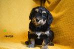 Mooie kruising labradoodle pups, medium., Nederland, Parvo, Overige rassen, 8 tot 15 weken