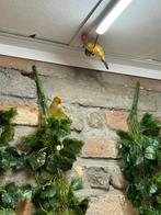 Te koop koppel binsenastrilde, Dieren en Toebehoren, Meerdere dieren, Tropenvogel, Geringd