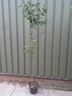 TE KOOP VRUCHTKERS, Tuin en Terras, Planten | Fruitbomen, Ophalen, Lente, Volle zon, Kersenboom