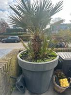 Palmboom in pot - 150cm, Tuin en Terras, Volle zon, Vaste plant, Bloeit niet, Ophalen