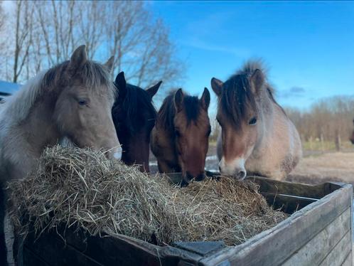 pony's zoeken verzorgers, Dieren en Toebehoren, Stalling en Weidegang