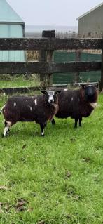 Bonte ooilammeren, Vrouwelijk, Schaap, 0 tot 2 jaar