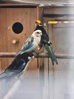 Rosella parkieten, Dieren en Toebehoren, Vogels | Parkieten en Papegaaien, Meerdere dieren, Parkiet, Geringd