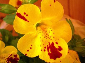 BIOLOGISCH ZAAD MASKERBLOEM Geeltinten  beschikbaar voor biedingen