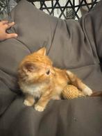 Laatste 2 kittens munchkin x brits korhaar x europese, Dieren en Toebehoren, Kater