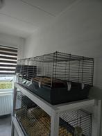 te koop zo goed als nieuw, Kooi, Zo goed als nieuw, Cavia, Ophalen