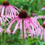 Egelzonnehoed, Echinacea pallida, zaden, Ophalen of Verzenden, Najaar, Volle zon, Zaad
