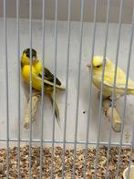 Bonte kanarie man x Gele pop ., Meerdere dieren, Kleurkanarie