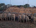 10 lammeren te koop, Dieren en Toebehoren, Schapen, Geiten en Varkens, Meerdere dieren, Schaap, 0 tot 2 jaar
