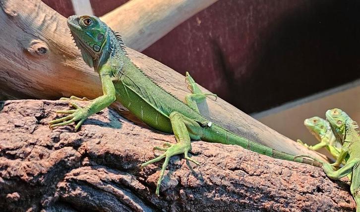 Groene leguanen, Dieren en Toebehoren, Reptielen en Amfibieën, Hagedis, 0 tot 2 jaar