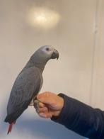 Grijs rode staart, Dieren en Toebehoren, Vogels | Parkieten en Papegaaien, Mannelijk, Papegaai, Tam