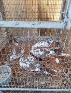 Bonte lachduifjes, Meerdere dieren, Overige soorten