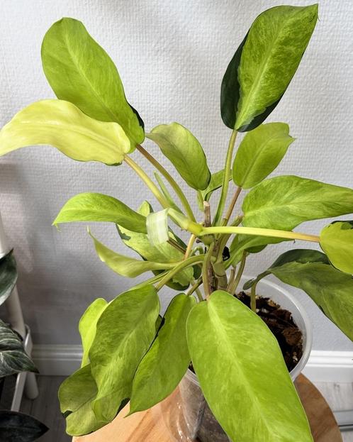Philodendron Thai Sunrise, Verzamelen, Biermerken, Overige merken, Ophalen of Verzenden