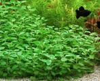 Lobelia cardinalis mini, Dieren en Toebehoren, Vissen | Aquariumvissen