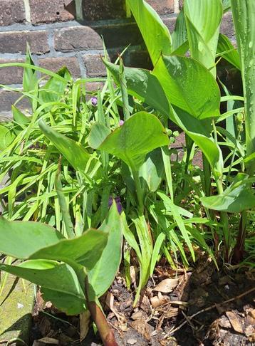 Canna indica bloemriet rood knollen zon Lengte 150 cm beschikbaar voor biedingen