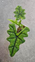 Alocasia Jacklyn, Ophalen of Verzenden, Halfschaduw, Minder dan 100 cm