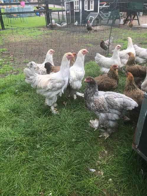 Jonge brahma hennen issabel en patrijs, Dieren en Toebehoren, Pluimvee, Kip, Meerdere dieren