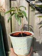 Avocado plantje in 11 cm pot, Overige soorten, Minder dan 100 cm, Ophalen, Volle zon