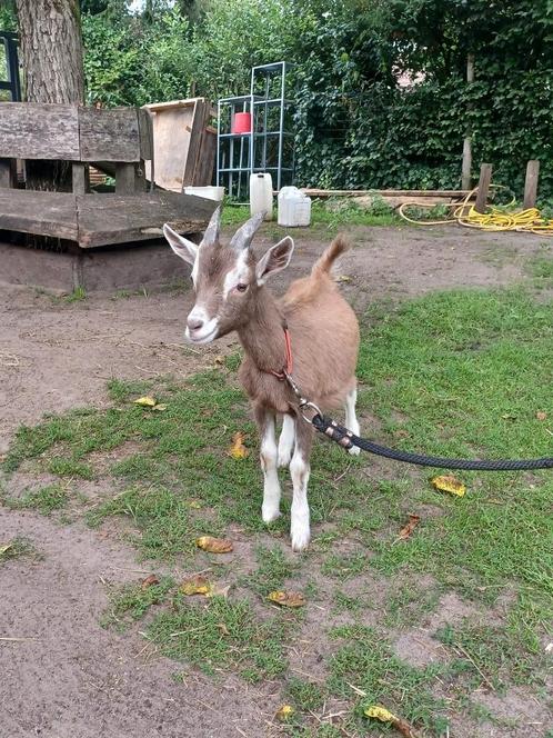 Toggenburger (raszuiver) bokjes te koop, Dieren en Toebehoren, Schapen, Geiten en Varkens, Geit, Mannelijk, 0 tot 2 jaar
