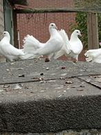 Jonge pauwstaart duiven, Dieren en Toebehoren, Meerdere dieren