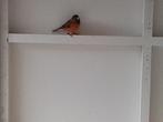 Tekoop bastaard kapoetsijs x knarie, Dieren en Toebehoren, Mannelijk, Tropenvogel, Geringd