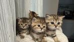Britse korthaar kittens, Dieren en Toebehoren, Meerdere dieren, Ontwormd