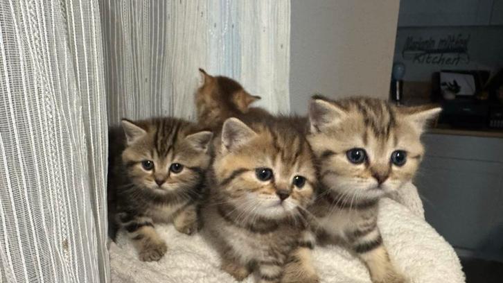 Britse korthaar kittens, Dieren en Toebehoren, Katten en Kittens | Raskatten | Korthaar, Meerdere dieren, Ontwormd