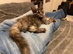 Maine Coon met stamboom, Dieren en Toebehoren, Poes, Gechipt