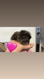 Prachtige Maine Coon kittens te koop (zonder stamboom), Dieren en Toebehoren, Meerdere dieren