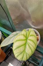 Alocasia Silver Dragon, Huis en Inrichting, Kamerplanten, Ophalen of Verzenden, Halfschaduw, Minder dan 100 cm