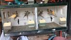 Bonte kanaries te koop (15 stuks), Dieren en Toebehoren, Vogels | Kanaries, Meerdere dieren
