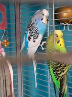Blauw Grasparkiet mannetje te koop, Dieren en Toebehoren, Mannelijk, Parkiet