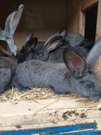 Jonge konijnen lotharing groot x Vlaamse reus, Meerdere dieren, Groot