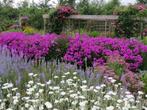 Vaste planten, veel soorten 2 euro, Vaste plant, Halfschaduw, Zomer, Ophalen