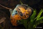 1x oscar  cichlide 20cm te koop aangeboden, Dieren en Toebehoren, Vissen | Aquariumvissen, Vis, Zoetwatervis