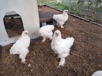 5 brahma hen kuikens, Dieren en Toebehoren, Pluimvee, Vrouwelijk, Kip