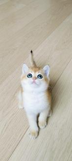 Brits/Britse korthaar kittens jongen, Dieren en Toebehoren, Meerdere dieren, 0 tot 2 jaar