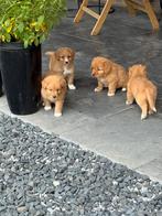 Nova scotia duck tolling retriever, Dieren en Toebehoren, Nederland, Overige rassen, 8 tot 15 weken, CDV (hondenziekte)