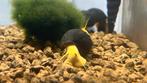 Tylomelania yellow poso, Slak of Weekdier