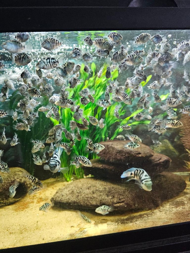 Prachtige Polar Parrot zebra, Vis, Zoetwatervis