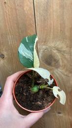 Rhaphidophora tetrasperma variegata plant mint albo white, Huis en Inrichting, Kamerplanten, Ophalen of Verzenden