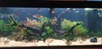 Juwel rio 240 helialux spectrum + JBL e902 + meer, Ophalen, Gebruikt, Leeg aquarium