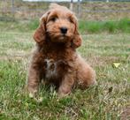 Super mooie Australian Labradoodle pups uit geteste ouders, CDV (hondenziekte), Nederland, Overige rassen, 8 tot 15 weken