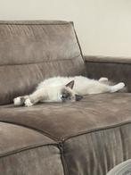 Ragdoll poesje!, Dieren en Toebehoren, Poes
