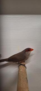 Mooi koppeltje sint Helena fazantjes niet geringd onverwant, Dieren en Toebehoren, Vogels | Overige Vogels, Meerdere dieren, Geringd